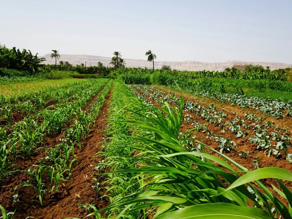 A rural Moroccan guest property surrounded by cultivated land